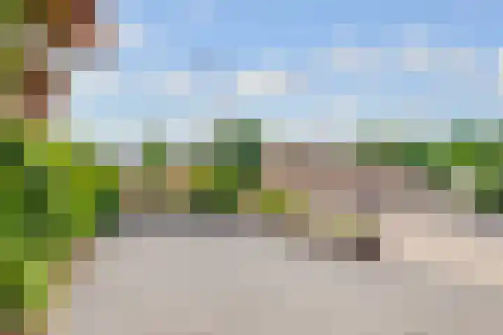 Kolkrijst 151 Hoogland thumbnail 39