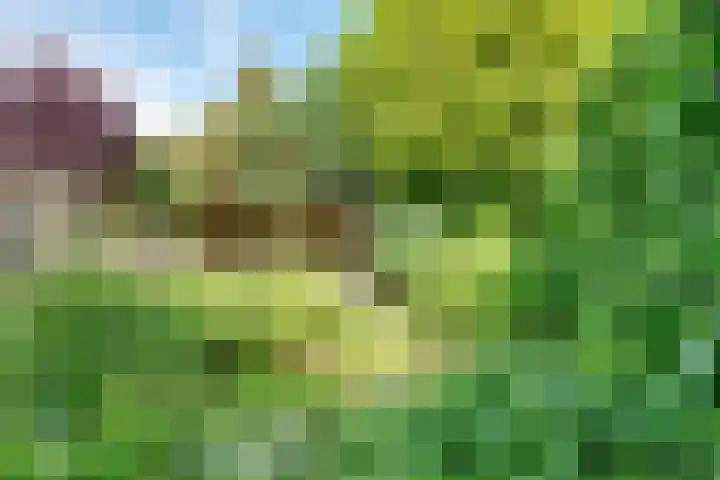 Kolkrijst 151 Hoogland thumbnail 44