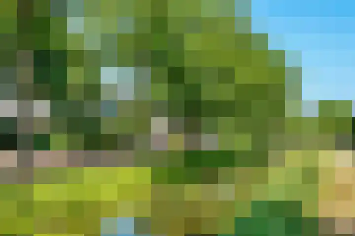 Kolkrijst 151 Hoogland thumbnail 45