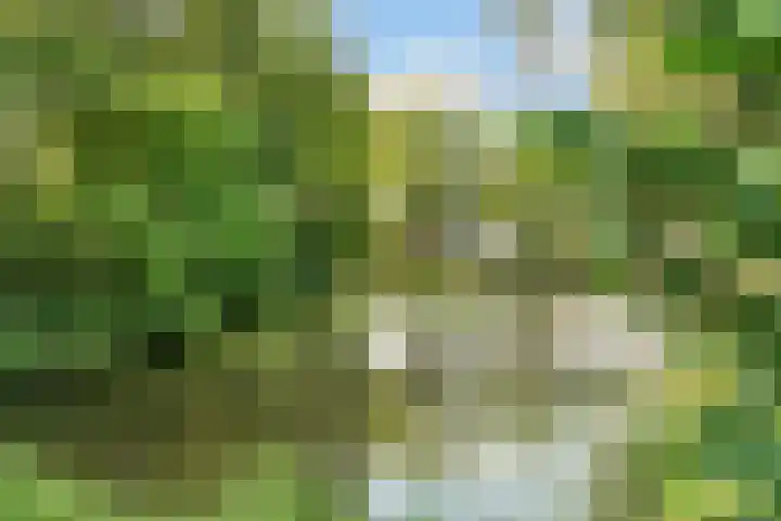Kolkrijst 151 Hoogland thumbnail 46