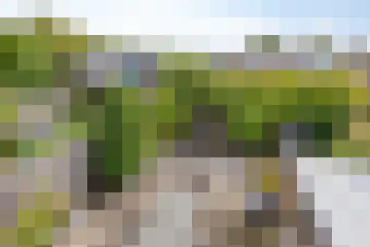 Kolkrijst 154 Hoogland thumbnail 33