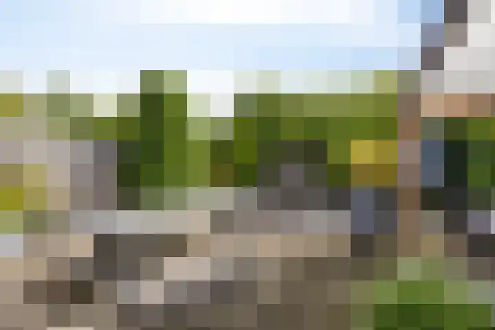 Kolkrijst 154 Hoogland thumbnail 35
