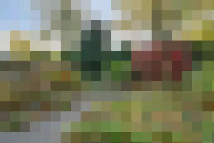 Kolkrijst 29 Hoogland thumbnail 29