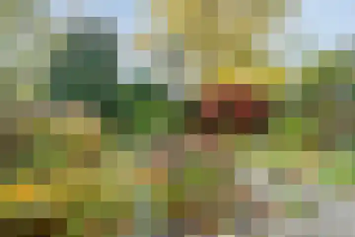 Kolkrijst 29 Hoogland thumbnail 5