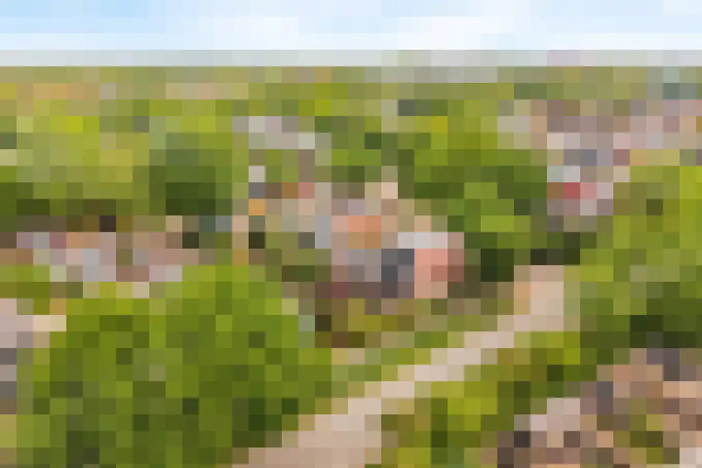 Kolkrijst 3 Hoogland thumbnail 43