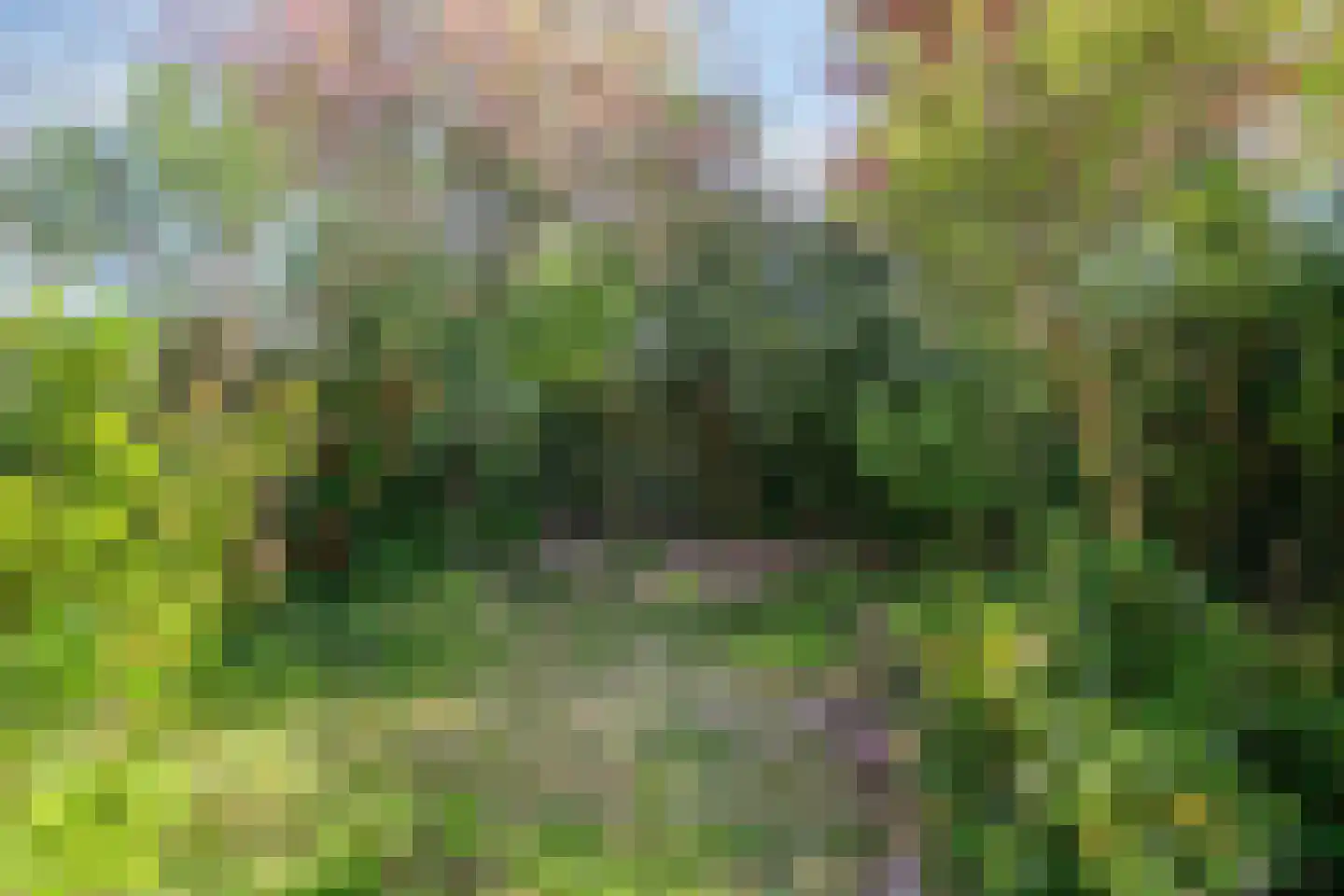 Kolkrijst 46 Hoogland thumbnail 27