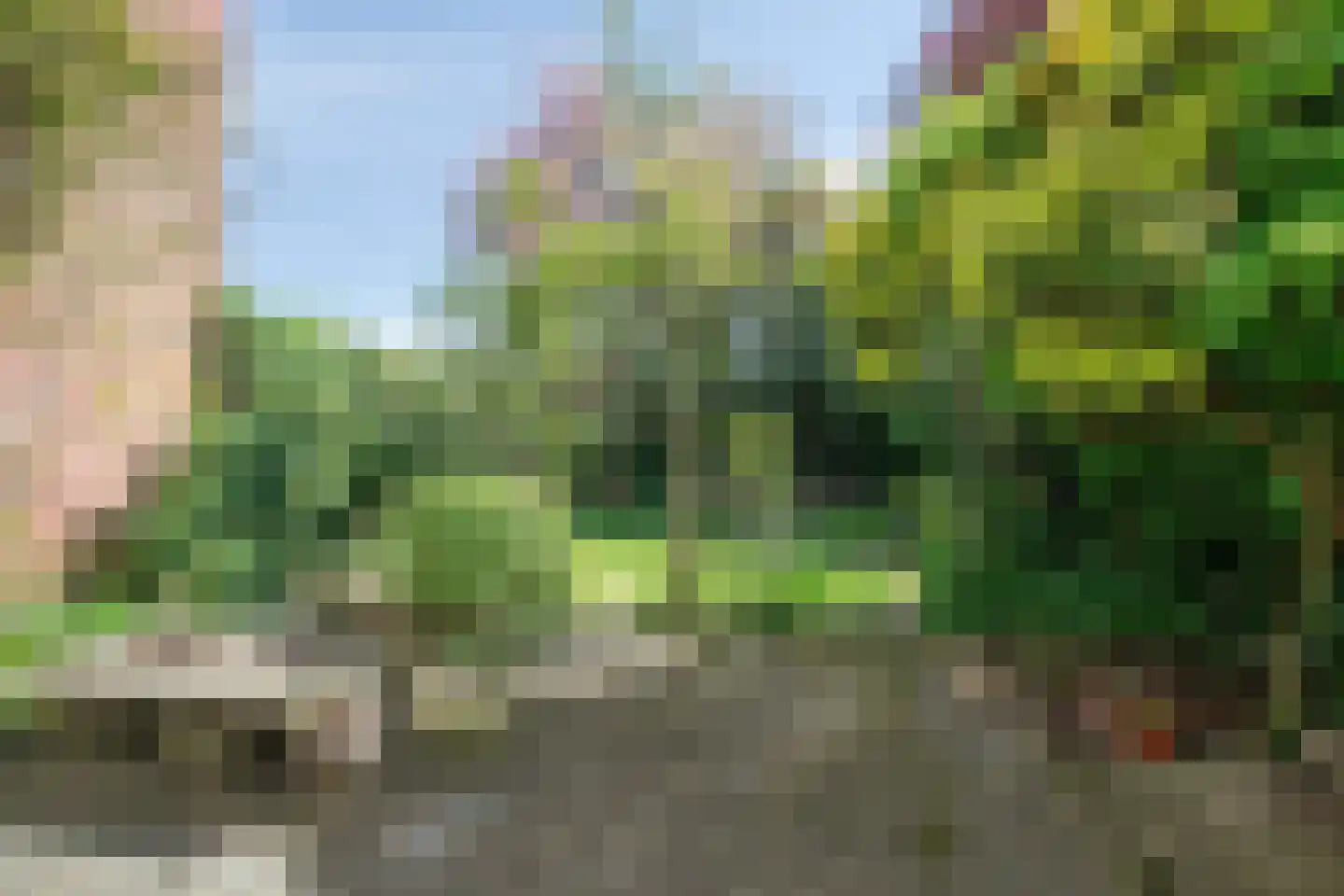Kolkrijst 46 Hoogland thumbnail 28