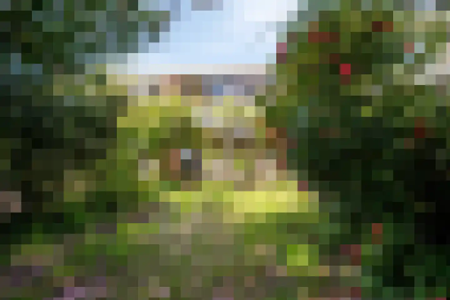 Kolkrijst 46 Hoogland thumbnail 4