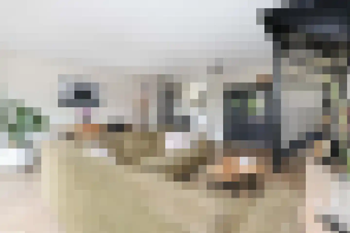 Kolkrijst 5 Hoogland thumbnail 11