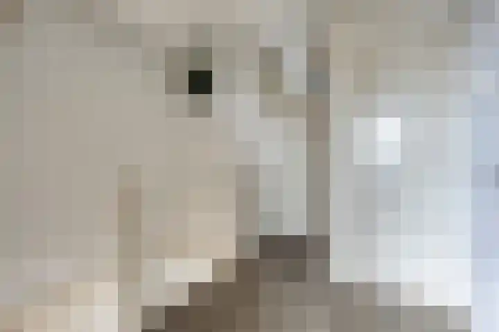 Kolkrijst 55 Hoogland thumbnail 14