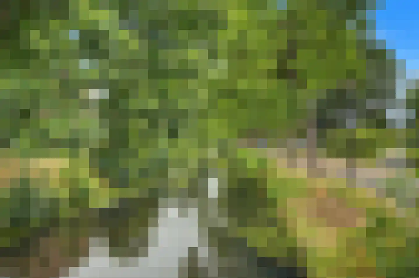 Kolkrijst 57 Hoogland thumbnail 39