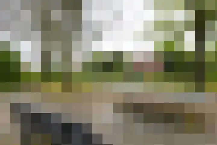 Kolkrijst 73 Hoogland thumbnail 20