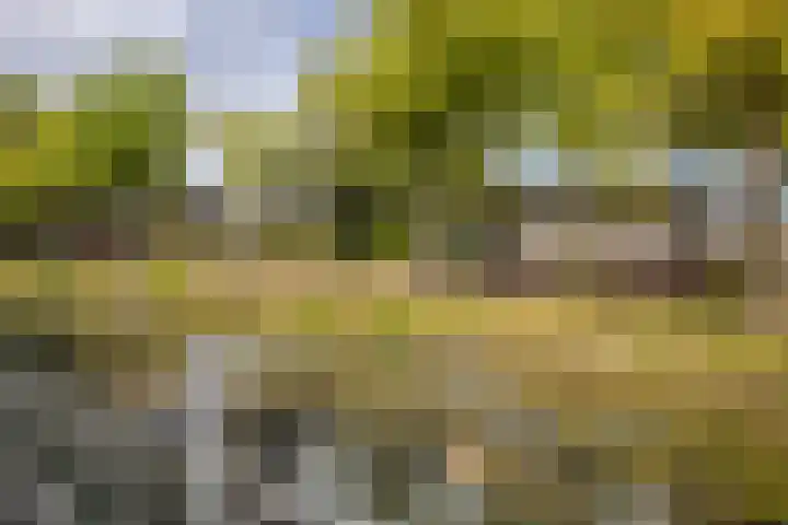 Kolkrijst 79 Hoogland thumbnail 28