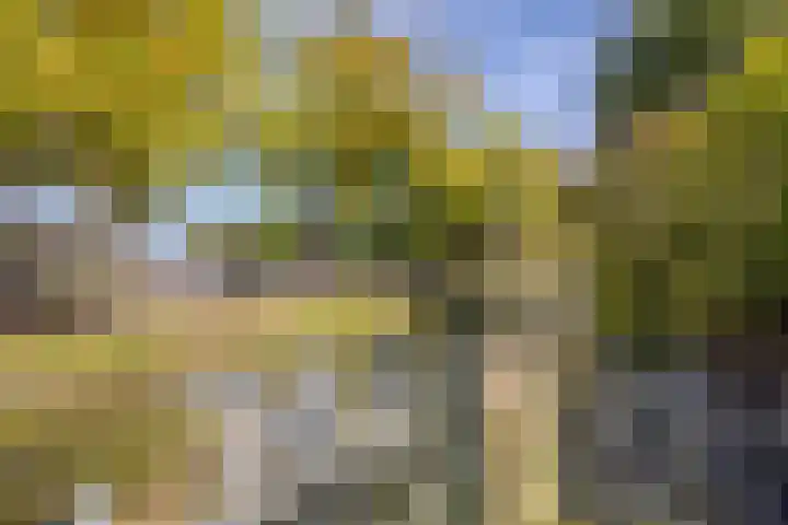 Kolkrijst 79 Hoogland thumbnail 29