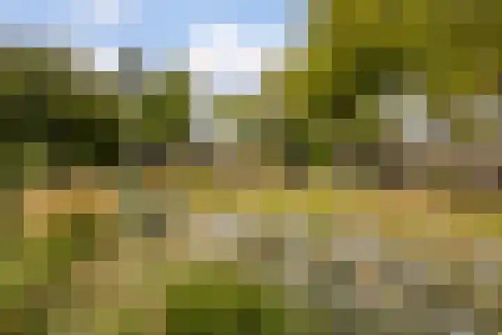 Kolkrijst 79 Hoogland thumbnail 30