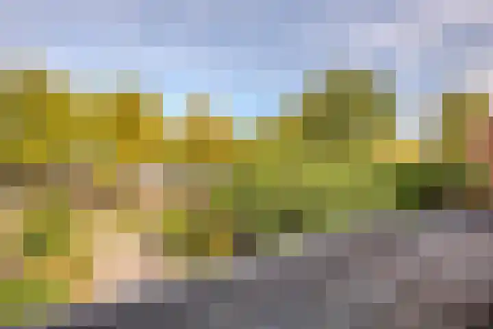 Kolkrijst 79 Hoogland thumbnail 31
