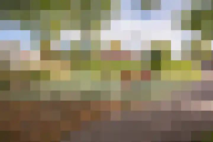 Kolkrijst 79 Hoogland thumbnail 33