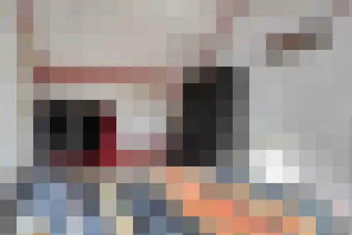 Kollershoeve 15 Helmond thumbnail 34
