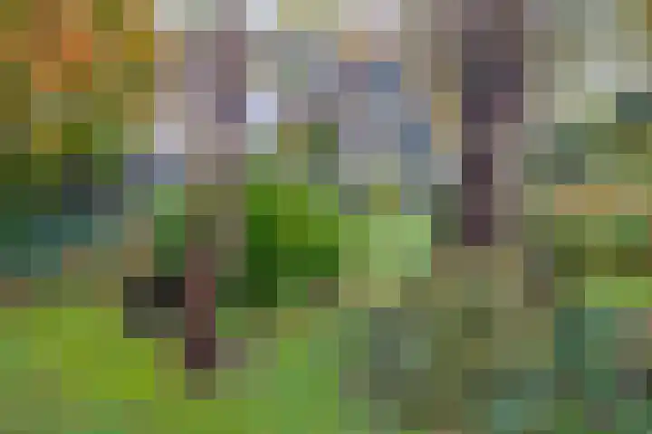 Köllinglaan 9 Dieren thumbnail 39
