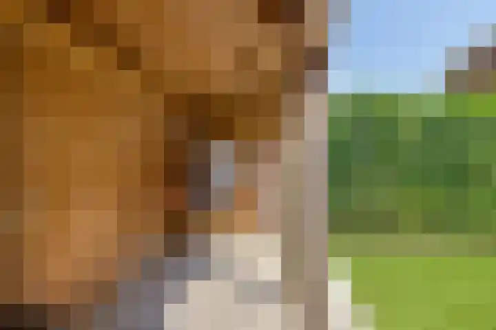 Kolonel 11 Steenwijk thumbnail 29