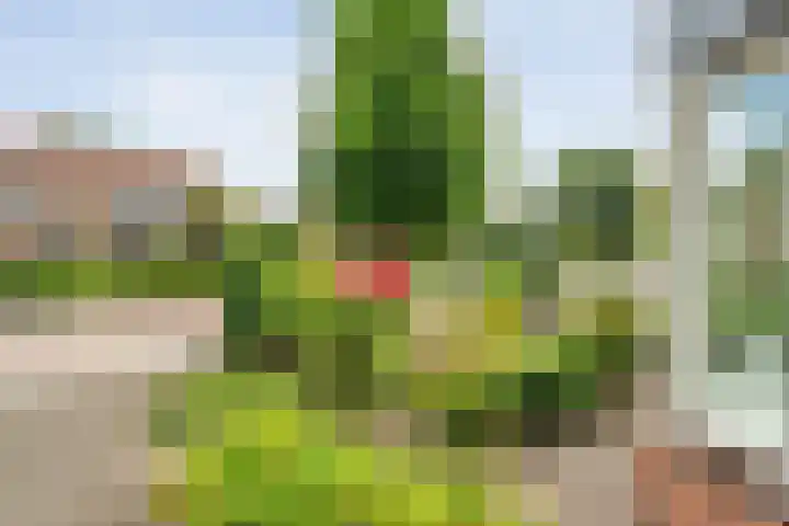 Kolonieweg 24 Balkbrug thumbnail 6