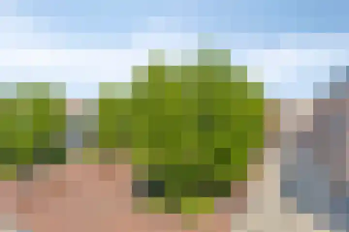 Kolveniershof 118 Goes thumbnail 20