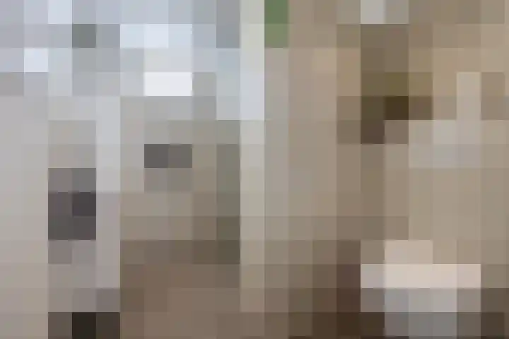 Komeet 23 Hellevoetsluis thumbnail 20