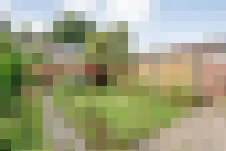 Kometenlaan 16 Hardenberg thumbnail 29
