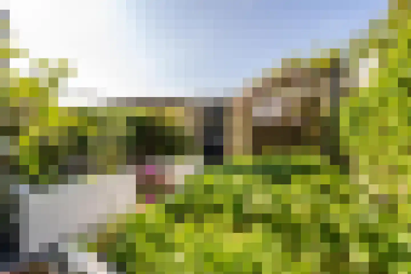 Kommavlinder 11 Tiel thumbnail 32