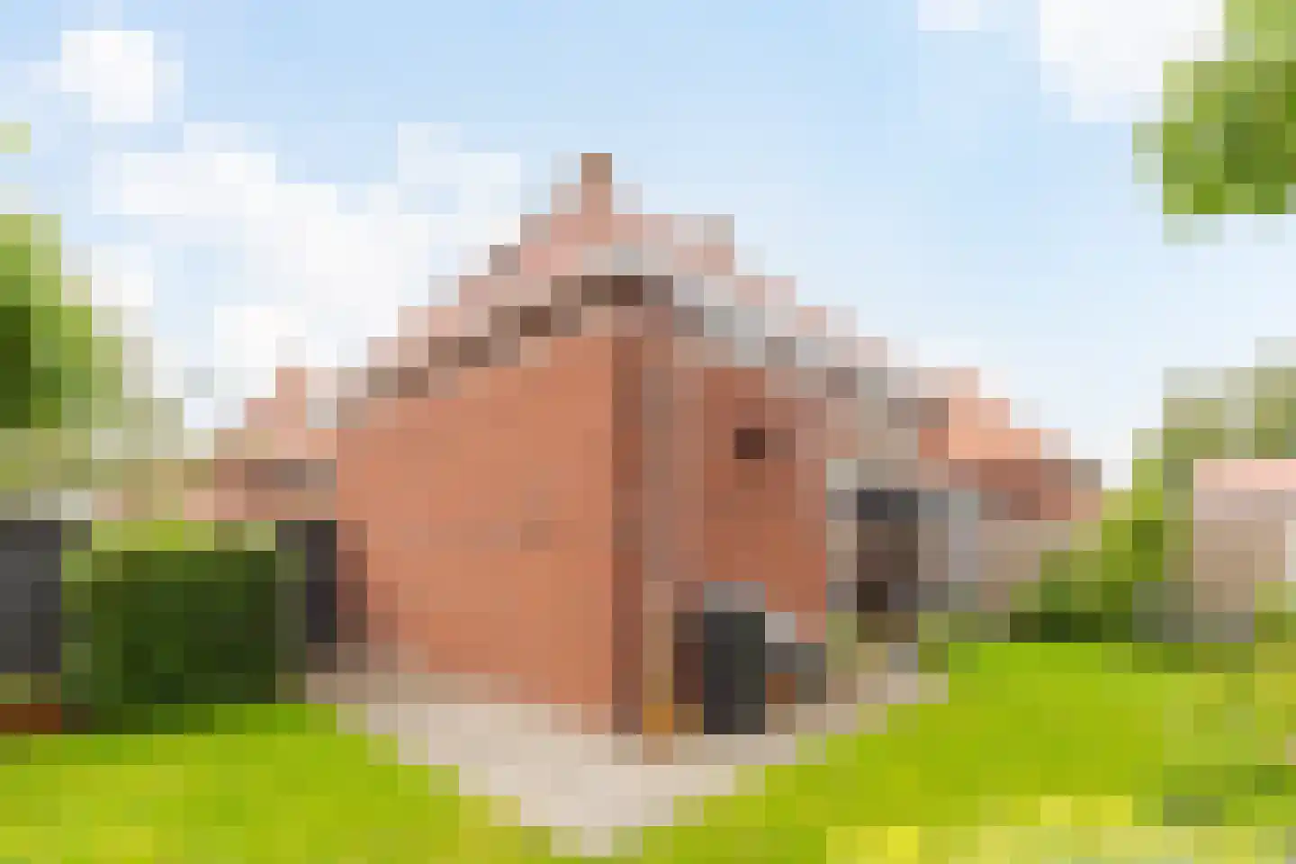 Kommavlinder 27 Wolvega thumbnail 37