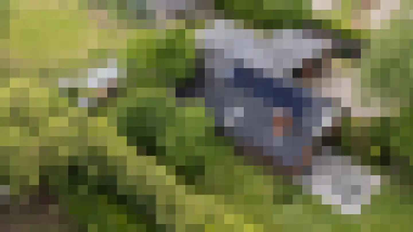 Kommerdijk 4 Erica thumbnail 28