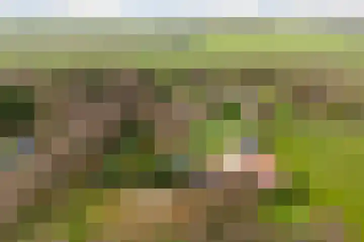 Kommerweg 3 Erica thumbnail 8