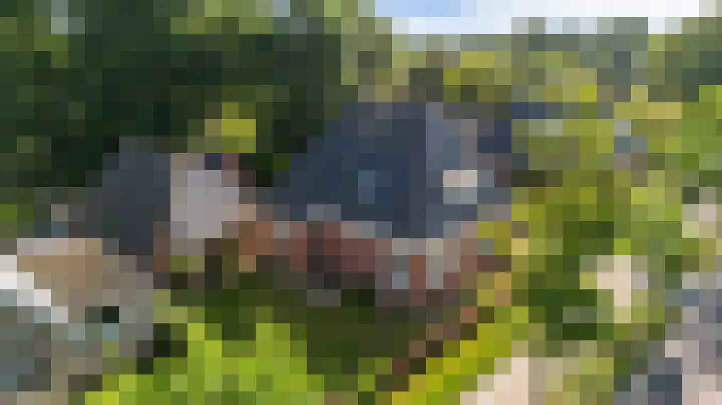 Kommisjewei 57 Nijega thumbnail 9
