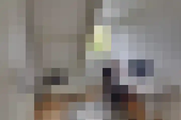 Kon.Wilhelminalaan 27 C Nieuwleusen thumbnail 30