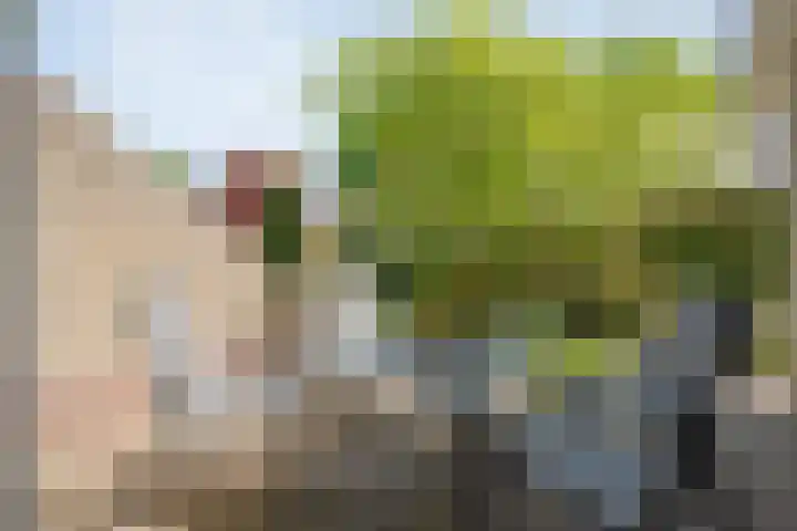 Kon.Wilhelminalaan 3 Nieuwleusen thumbnail 36
