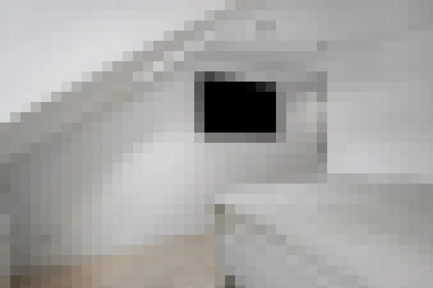 Kon Wilhelminastraat 17 Yerseke thumbnail 18