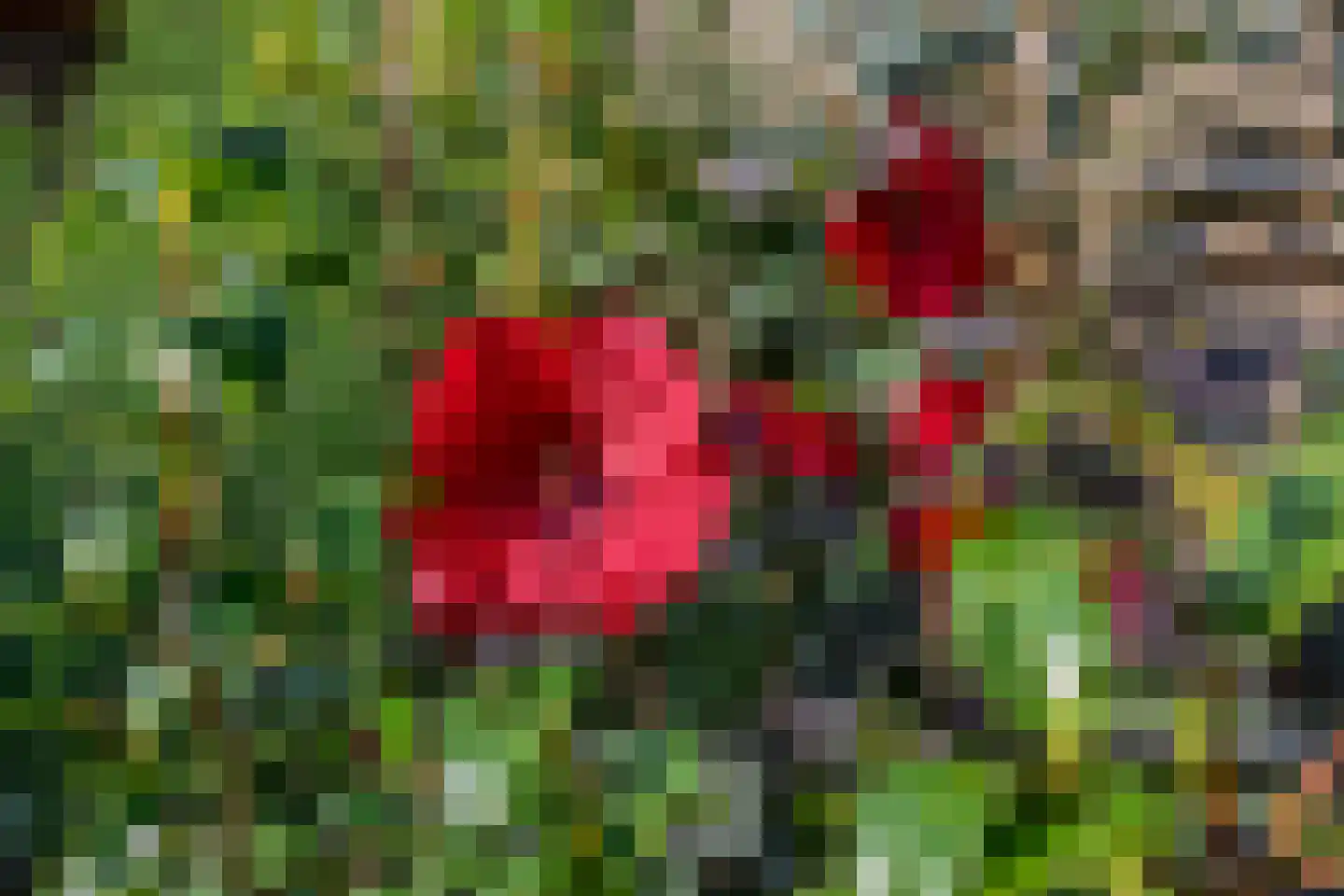 Kon Wilhelminaweg 38 Amerongen thumbnail 30