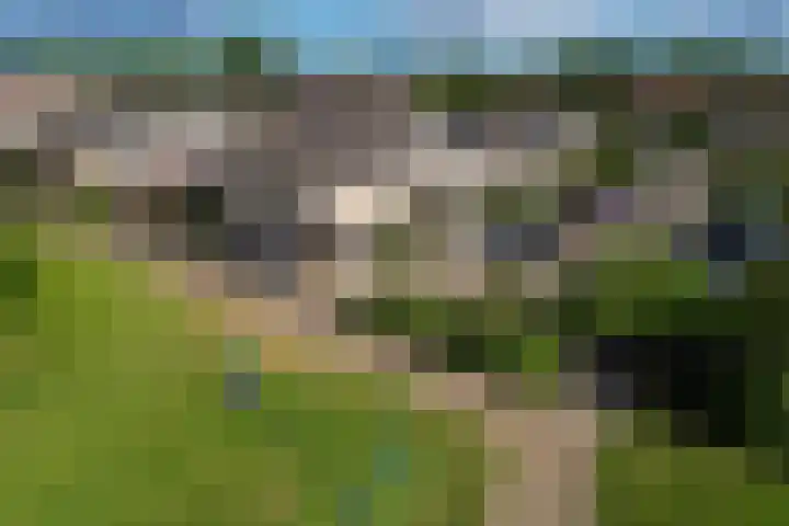 Konijn 16 Hellevoetsluis thumbnail 43