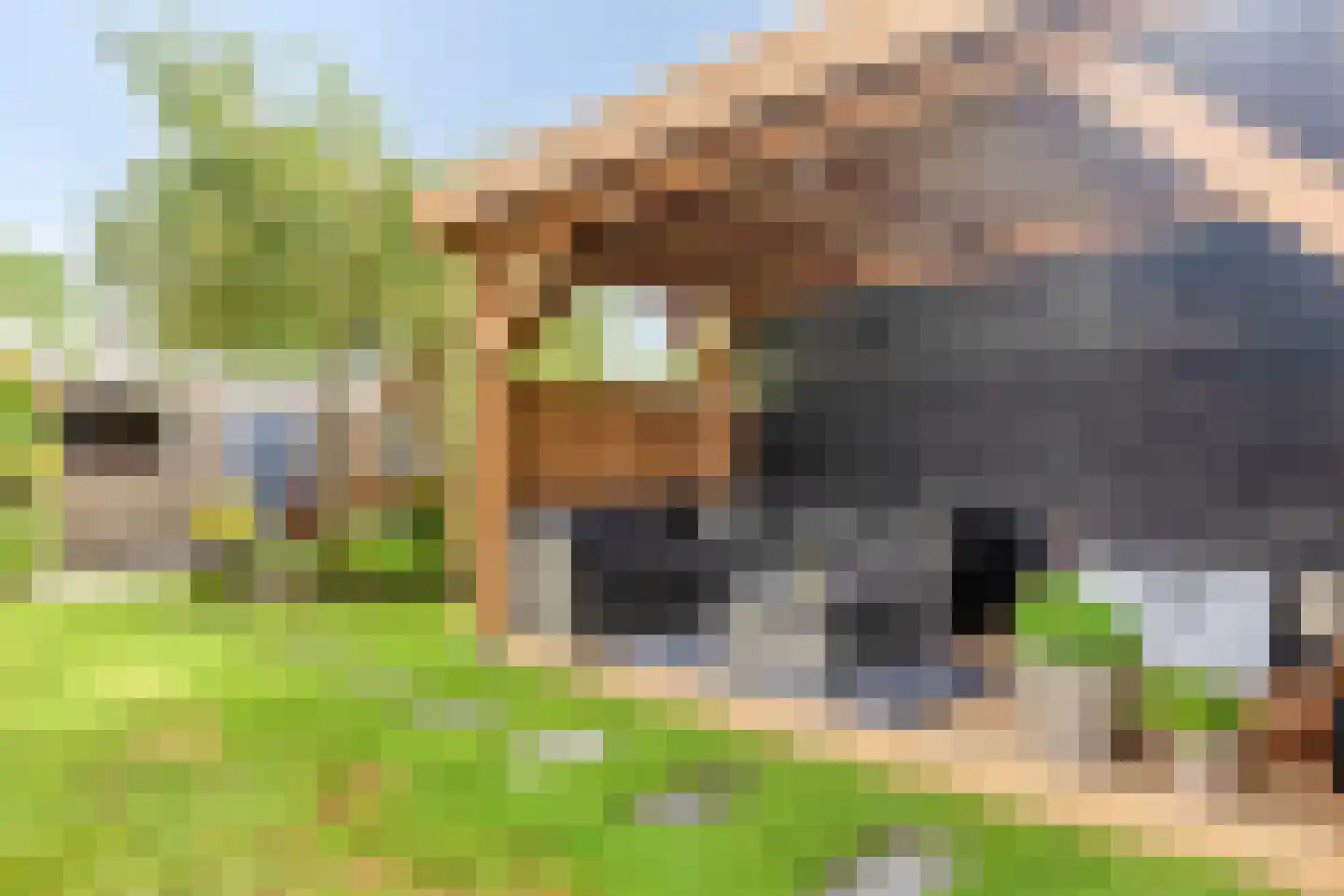 Konijnenberg 27 Halsteren thumbnail 34
