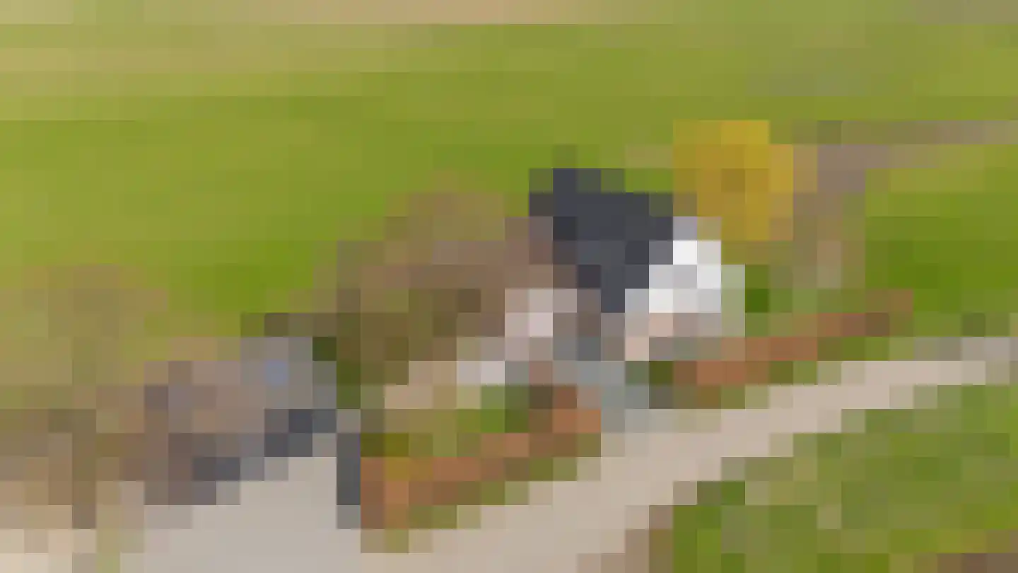 Konijnendijk 3 Geervliet thumbnail 6