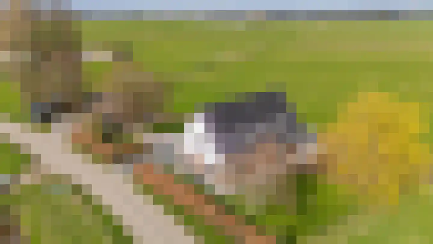 Konijnendijk 3 Geervliet thumbnail 85