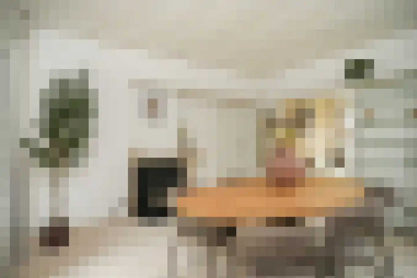 Konijnenwal 41 Tiel thumbnail 7
