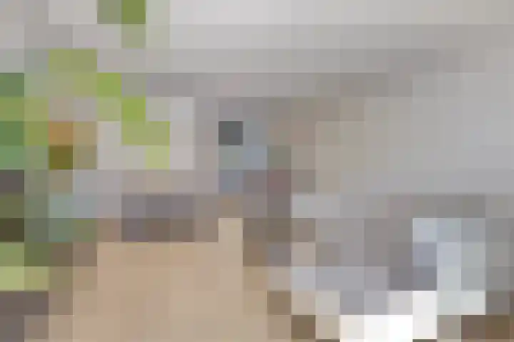 Koningfazant 12 Nieuwegein thumbnail 10