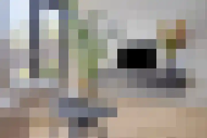 Koningfazant 12 Nieuwegein thumbnail 12