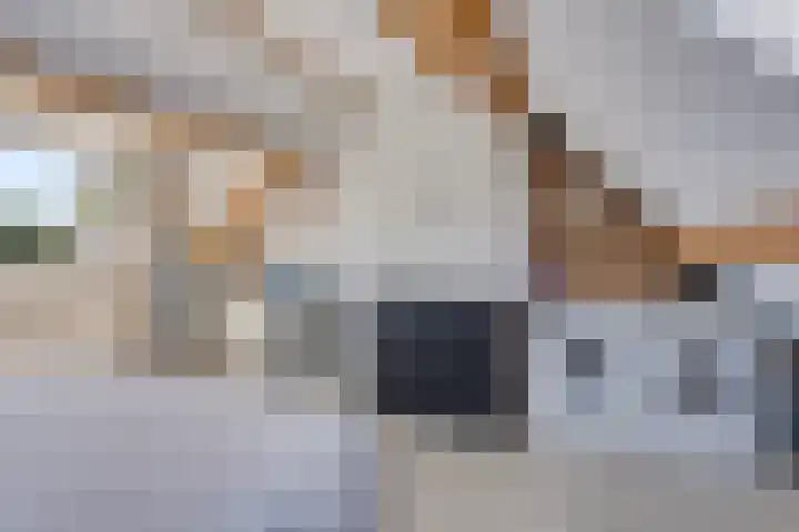 Koningfazant 12 Nieuwegein thumbnail 31