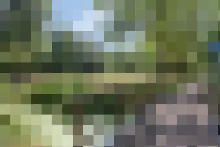 Koningfazant 12 Nieuwegein thumbnail 33
