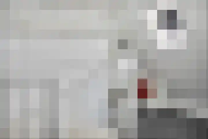 Koningin Beatrixlaan 11 Vrouwenpolder thumbnail 32