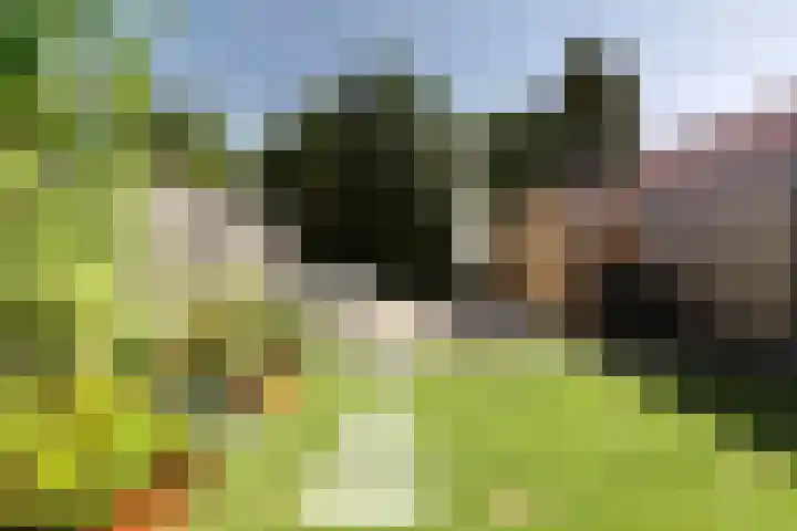 Koningin Julianastraat 4 Hoedekenskerke thumbnail 35