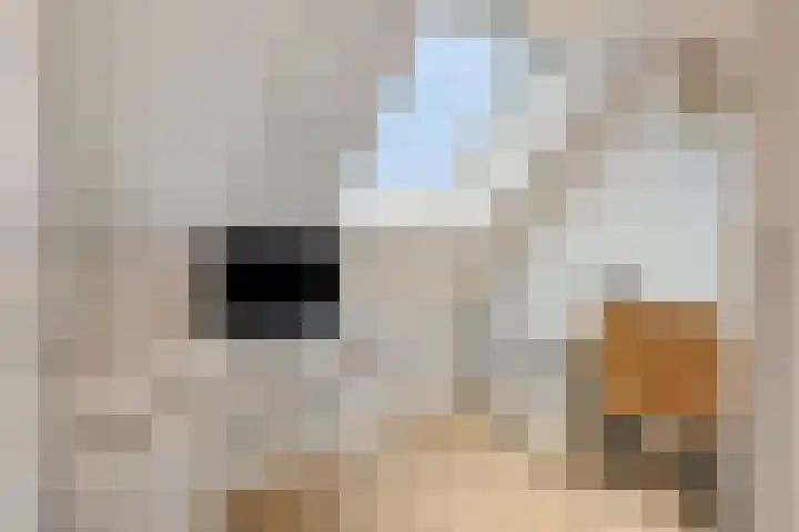 Koningin Maximahof 50 Wemeldinge thumbnail 33