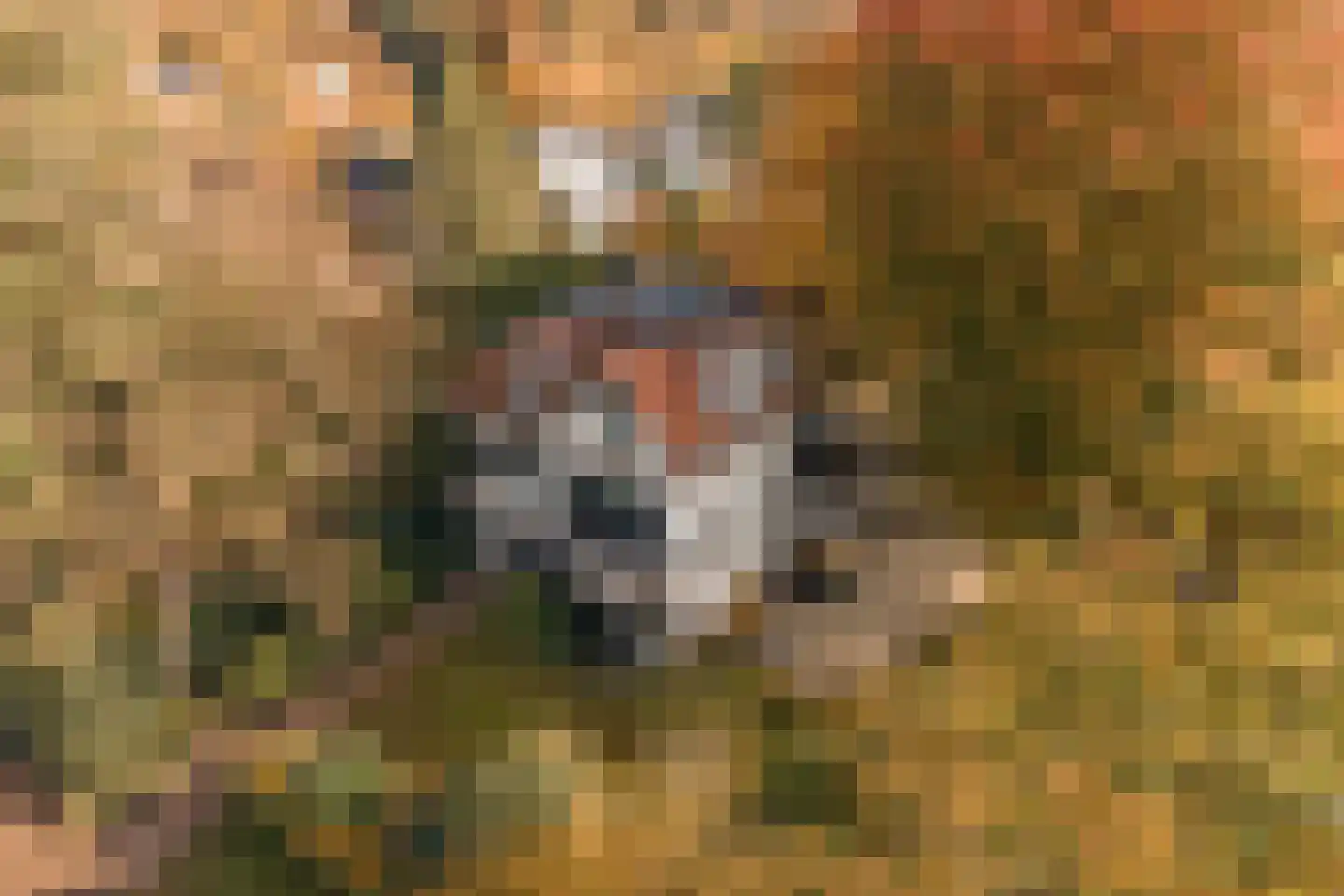 Koningin Wilhelminalaan 1 Driebergen-Rijsenburg thumbnail 59